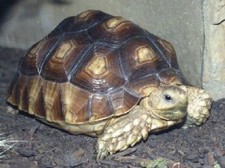 Imagen de Geochelone sulcata