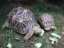 Imagen de Geochelone elegans