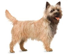 Imagen de Cairn Terrier