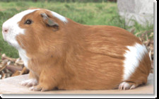 Imagen de Cavia porcellus