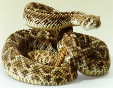 Imagen de Crotalus