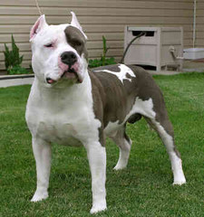 Imagen de American Staffordshire