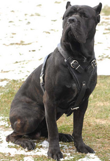 Imagen de Cane Corso