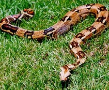 Imagen de Boa constrictor