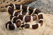 Imagen de Lampropeltis Getula Californiae