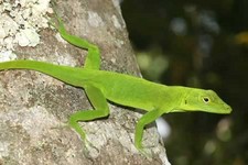 Imagen de Anolis