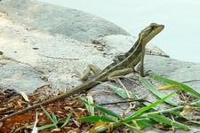 Imagen de Basiliscus