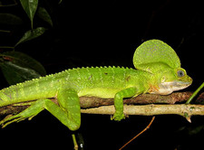 Imagen de Basiliscus galeritus