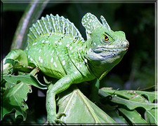 Imagen de Basiliscus plumifrons