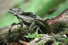 Imagen de Basiliscus vittatus