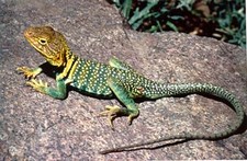 Imagen de Crotaphytus collaris