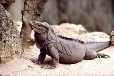 Imagen de Cyclura cornuta