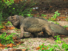 Imagen de Cyclura cornuta stejnegeri