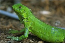 Imagen de Iguana iguana