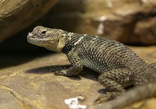 Imagen de Sceloporus