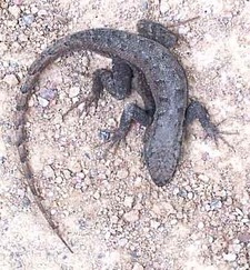 Imagen de Sceloporus grammicus