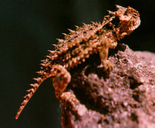 Imagen de Sceloporus horridus