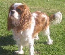 Imagen de Cavalier King Charles Spaniel