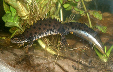 Imagen de Triturus cristatus