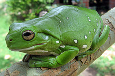 Imagen de Litoria caerulea