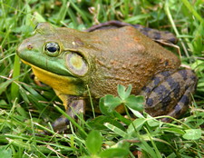 Imagen de Lithobates catesbeianus