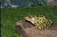 Imagen de Lithobates pipiens