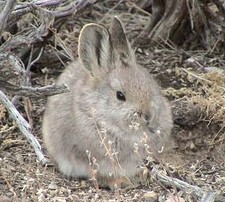 Imagen de Brachylagus idahoensis