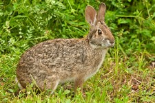 Imagen de Sylvilagus aquaticus