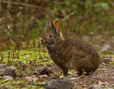 Imagen de Sylvilagus brasiliensis