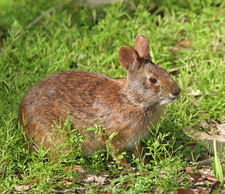 Imagen de Sylvilagus palustris