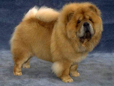 Imagen de Chow Chow