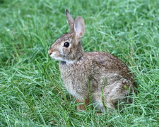 Imagen de Sylvilagus floridanus