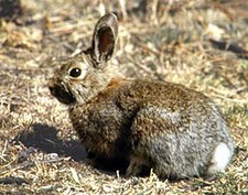 Imagen de Lepus americanus