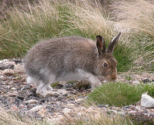 Imagen de Lepus timidus