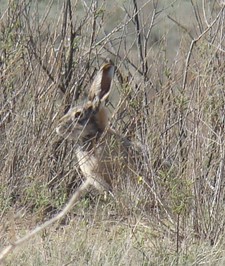 Imagen de Lepus tolai
