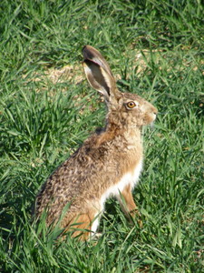 Imagen de Lepus castroviejoi