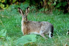 Imagen de Lepus europaeus