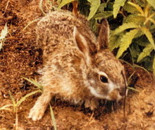 Imagen de Lepus hainanus