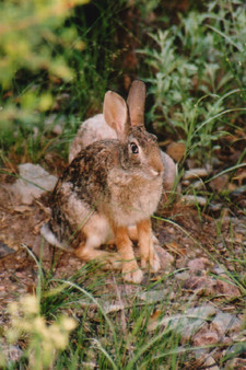 Imagen de Lepus californicus