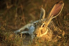 Imagen de Lepus callotis