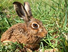 Imagen de Lepus capensis