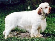 Imagen de Clumber Spaniel