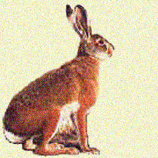 Imagen de Lepus corsicanus