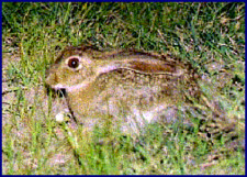 Imagen de Lepus flavigularis