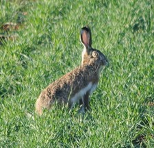 Imagen de Lepus granatensis