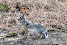 Imagen de Lepus saxatilis