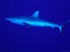 Imagen de Carcharhinus amblyrhynchos