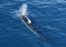 Imagen de Balaenoptera borealis