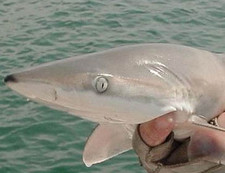 Imagen de Carcharhinus acronotus