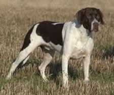 Imagen de Antiguo perro de muestra dans